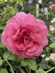 ROSA DAVID AUSTIN THE ENDEAVOUR 20CM 