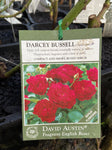 ROSE DAVID AUSTIN DARCEY BUSSELL 20CM 