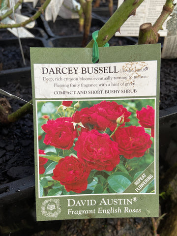 ROSE DAVID AUSTIN DARCEY BUSSELL 20CM 
