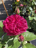 ROSE DAVID AUSTIN DARCEY BUSSELL 20CM 