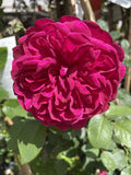 ROSE DAVID AUSTIN DARCEY BUSSELL 20CM 