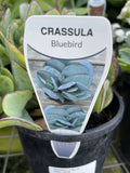 CRASSULA BLUE BIRD 14CM