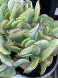 CRASSULA BLUE BIRD 14CM