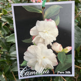 CAMELLIA PURE SILK 20CM 