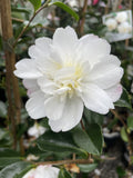 CAMELLIA PURE SILK 20CM 
