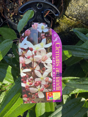 CLEMATIS ARMANDII APPLE BLOSSOM 20CM