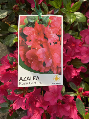 AZALEA ROSE GLITTERS 25CM