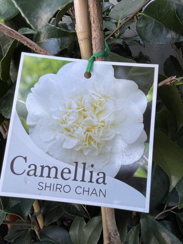CAMELLIA SHIRO CHAN 20CM