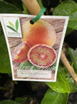 ORANGE BLOOD 25CM