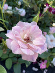 ROSA BLUSHING PINK ICEBERG 20CM