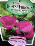 ROSA BLACKBERRY NIP BARE ROOT