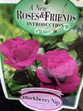 ROSA BLACKBERRY NIP BARE ROOT