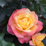 ROSE DAME ELIZABETH MURDOCH BARE ROOT 