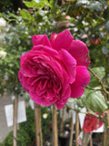 ROSE FATHER'S LOVE 20CM 