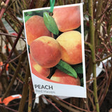 PEACH RED HAVEN BARE ROOT 