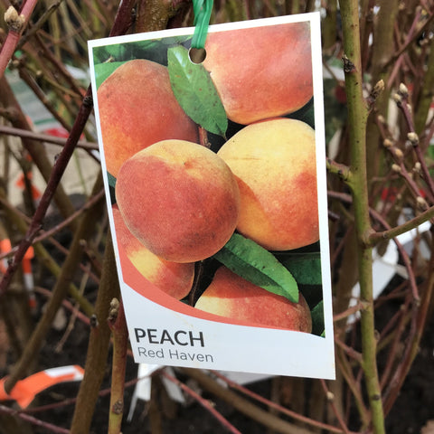 PEACH RED HAVEN BARE ROOT 