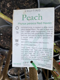 PEACH RED HAVEN BARE ROOT 
