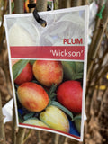 PLUM WICKSON BARE ROOT