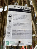 PLUM WICKSON BARE ROOT