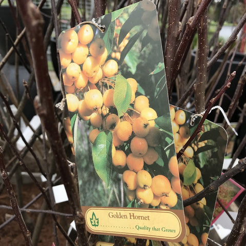 MALUS GOLDEN HORNET BARE ROOT