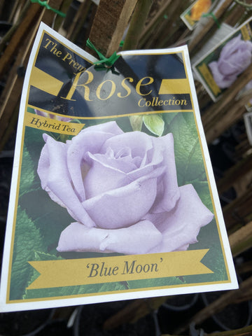 ROSE STANDARD BLUE MOON 3FT 20CM 