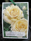 ROSE DIAMOND JUBILEE BARE ROOT