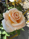 ROSE DIAMOND JUBILEE BARE ROOT