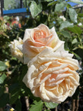 ROSE DIAMOND JUBILEE BARE ROOT