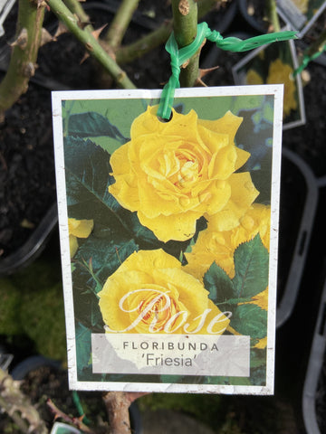 ROSA FRIESIA BARE ROOT 