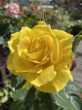 ROSE FRIESIA BARE ROOT 