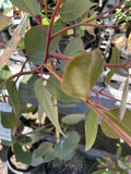 EUCALYPTUS CAESIA SILVER PRINCESS 20CM 