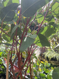 EUCALYPTUS CAESIA SILVER PRINCESS 20CM 