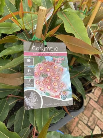 CORYMBIA FICIFOLIA GRAFTED SUMMER BEAUTY 20CM 