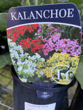 KALANCHOE 12.5CM