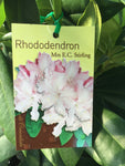 RHODODENDRON MRS E C STIRLING 20CM