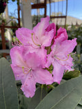 RHODODENDRON MRS E C STIRLING 20CM 