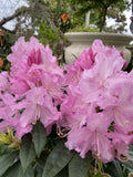 RHODODENDRON MRS E C STIRLING 20CM 