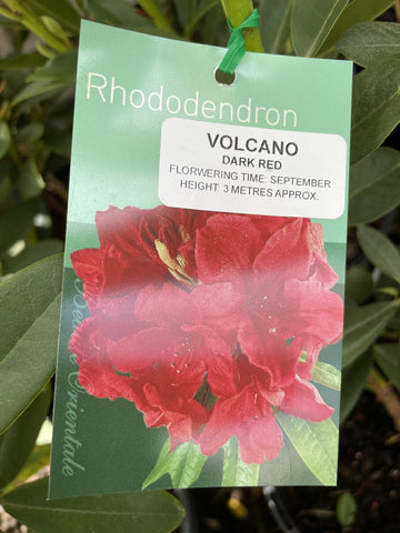 RHODODENDRON VOLCANO 20CM