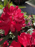 RHODODENDRON VOLCANO 20CM