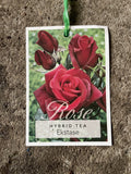 ROSE EKSTASE BARE ROOT