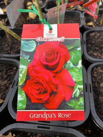 ROSE GRANDPA'S ROSE 20CM 