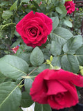 ROSE GRANDPA'S ROSE 20CM 