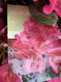 RHODODENDRON ROSS MAUDE 25CM 