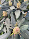 RHODODENDRON ROSS MAUDE 25CM 