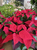 POINSETTIA 19CM