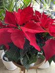 POINSETTIA 19CM