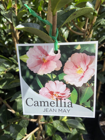 CAMELLIA JEAN MAY 20CM