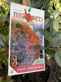 SYZYGIUM BIG RED 20CM