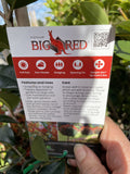 SYZYGIUM BIG RED 20CM