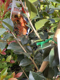 SYZYGIUM BIG RED 20CM